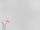 Lotus PowerPoint Templates