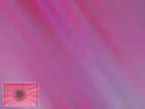 Gerbera PowerPoint Templates