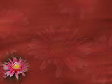 Gerbera PowerPoint Templates