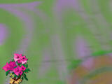 Bougainvillea PowerPoint Templates