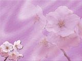 Cherry Blossom PowerPoint Templates