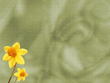 Daffodil PowerPoint Templates