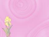 Iris PowerPoint Templates
