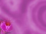 Orchid PowerPoint Templates