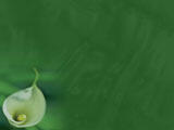 Calla Lilies PowerPoint Templates