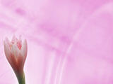 Crocus PowerPoint Templates