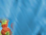 Poppy PowerPoint Templates