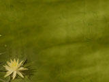 Water Lily PowerPoint Templates