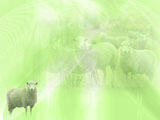Sheep PowerPoint Templates