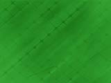 Leafage PowerPoint Templates
