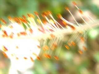 Blur - Shudder -- blurs the image with a shaky effect -- almost like a camera shake