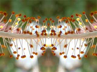 Utility - Reflections creates a seamless image reflection
