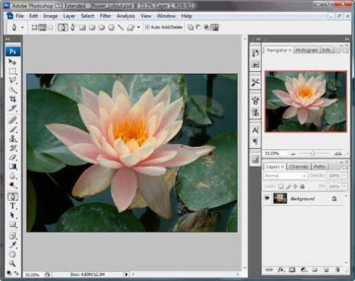Picture opened in Photoshop Picture opened in Photoshop