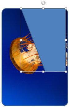 Edited Rectangle shape placed on Rounded Rectangle Edited Rectangle shape placed on Rounded Rectangle