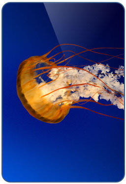 Glossy highlight shape ready Glossy highlight shape ready