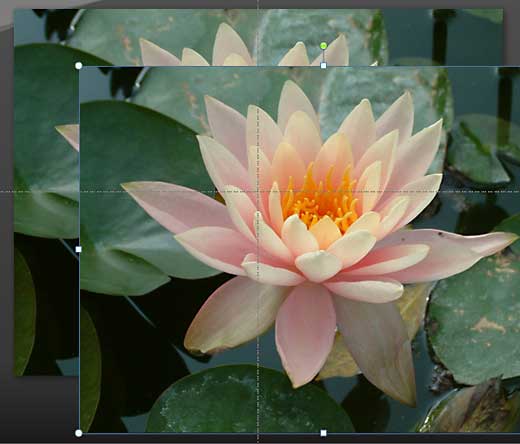 Duplicated picture Duplicated picture