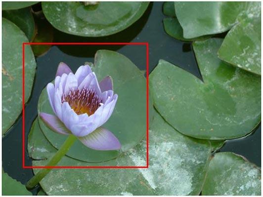Flower highlighted using a rectangle with no fill
