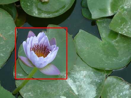 Flower highlighted using a rectangle with no fill