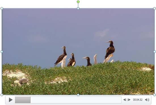 Paused video shows a frame Paused video shows a frame