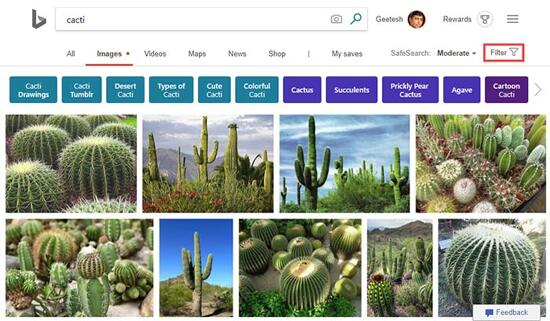 Image search results for cacti