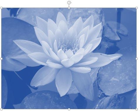 Selected picture recolored Selected picture recolored