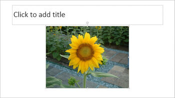 Insert Picture in PowerPoint 2013 for Windows