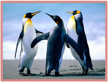 Learn PowerPoint 2010 for Windows: Picture Borders