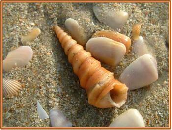 Learn PowerPoint 2013 from Windows: Picture Borders