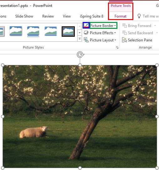 Picture Border button within the Picture Tools Format tab