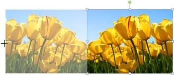 Learn PowerPoint 2010 for Windows: Resize, Rotate, and Flip Pictures
