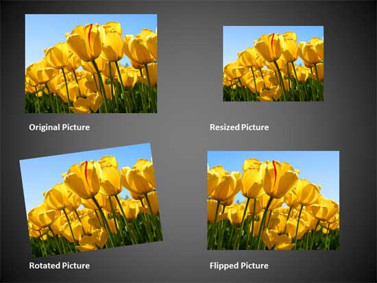 Variants of the same picture applied with resize, rotate, and flip options