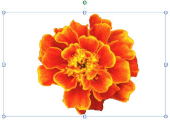 Remove Background from Pictures in PowerPoint 2011 for Mac