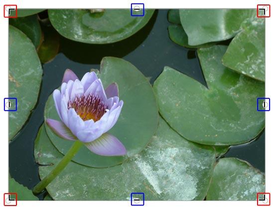 Crop handles on the edge of the picture