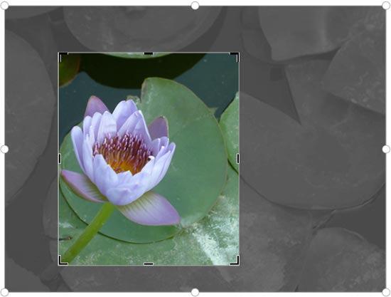 Crop area repositioned