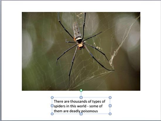 The picture in this slide is much wider than the text box underneath - Indezine The picture in this slide is much wider than the text box underneath