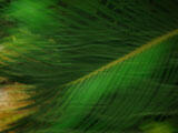 Leaf Gel Leaf Gel PowerPoint Templates
