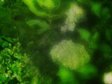 Green Times Green Times PowerPoint Templates