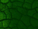 Cracked Mud Normal PowerPoint Templates