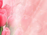 Valentine - Tulips and Angels Premium PowerPoint Templates